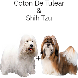 Coton Tzu Dog